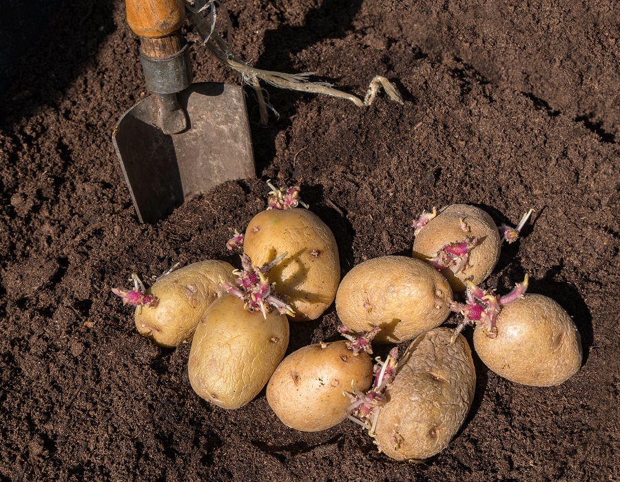 Quand et comment faire germer les tubercules de pommes de terre — free download